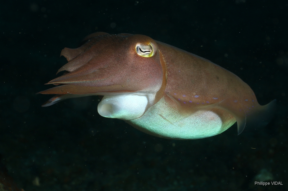 Bali 2016 - Broadclub cuttlefish - Seiche - Sepia latimanus - IMG_6111_rc.jpg